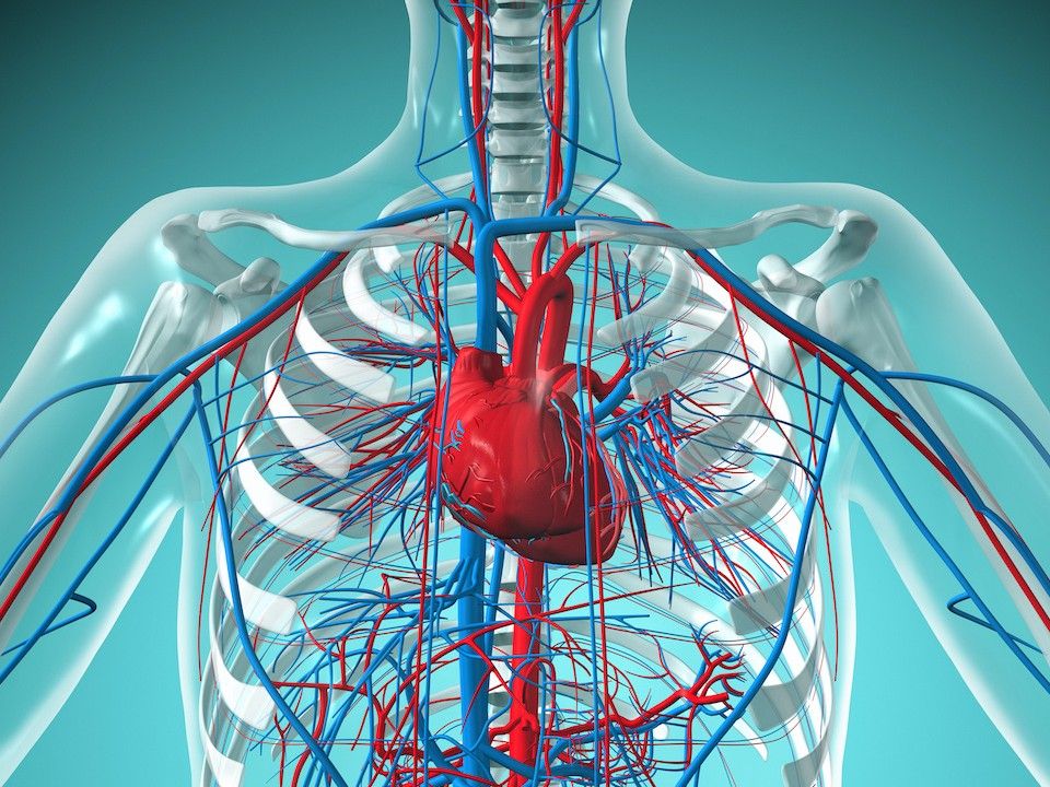 Heart and Circulatory